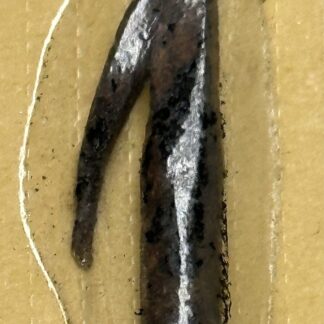 Viet Cong Punji Spike Used as an In-Country Training Aid for "New Meat"