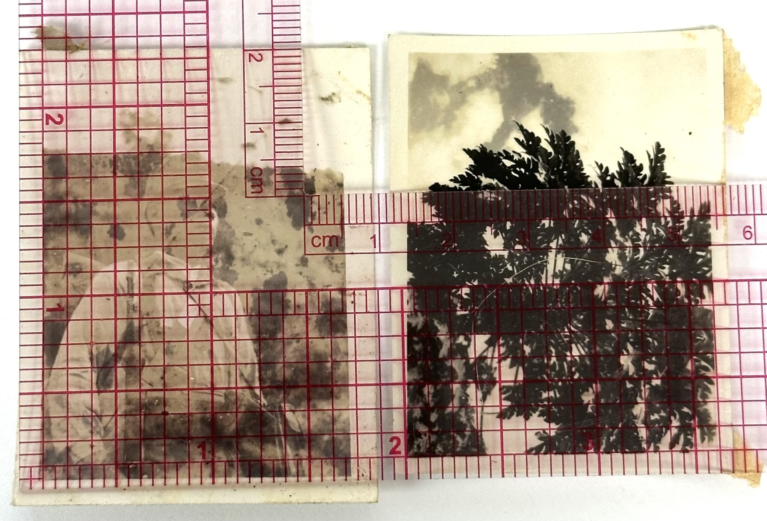 WW2 Japanese Photos 1941 - NCO with Mapcase & Palms - Image 3